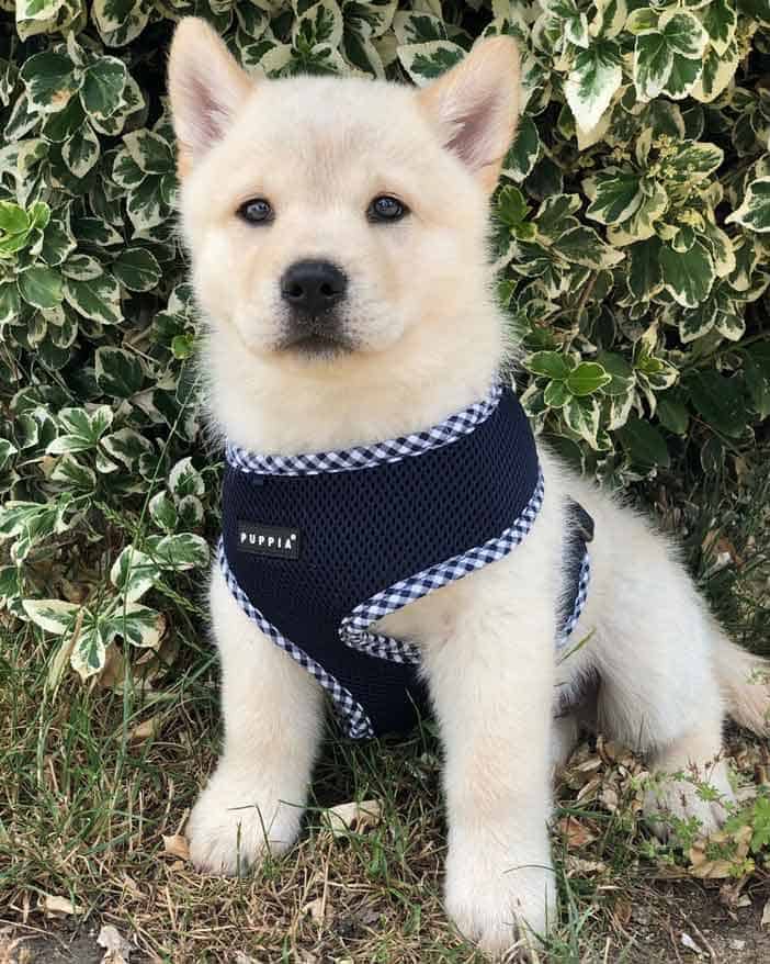 crem color chow chow husky mix puppy wearing harness
