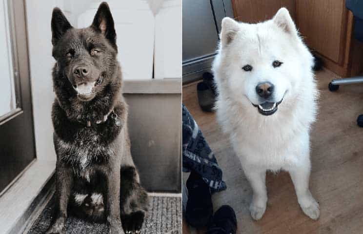 Black and white chow chow husky mix colage