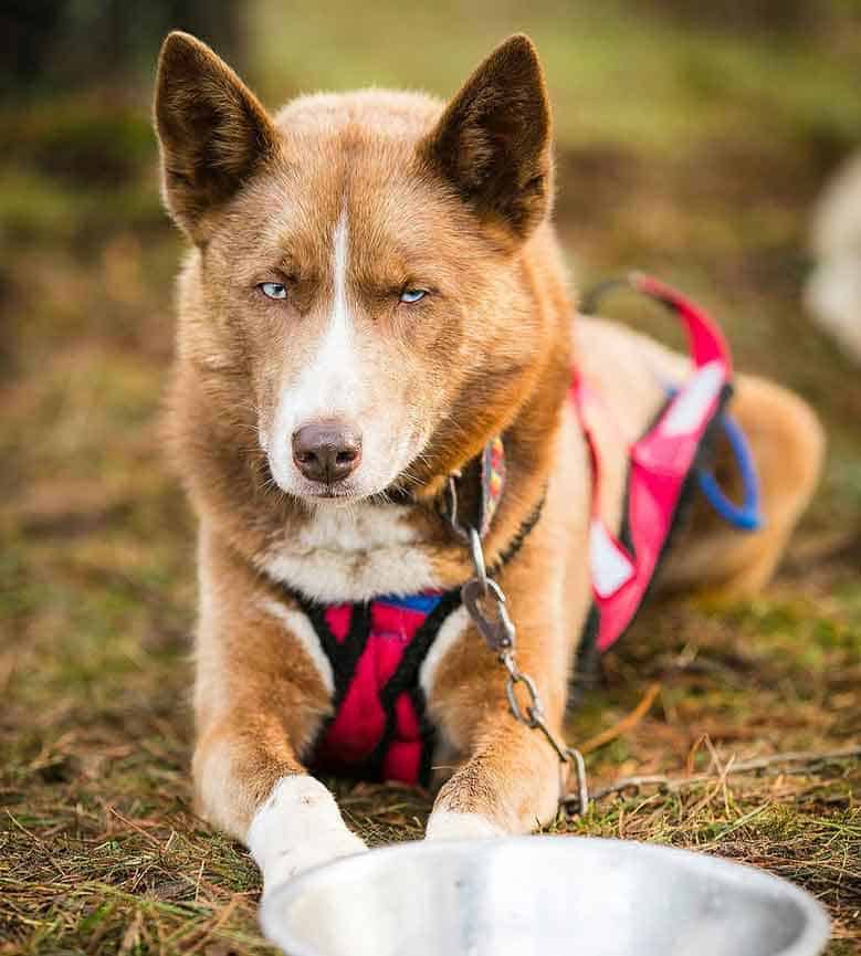 Red copper husky wearing harness