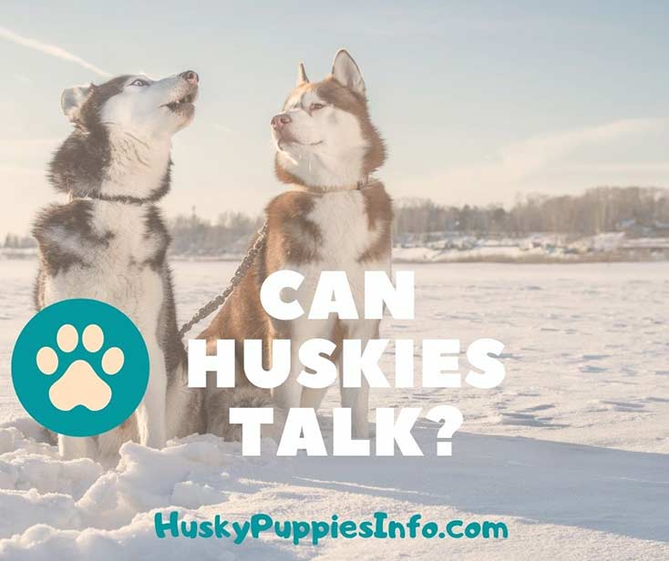 Can Huskies talk