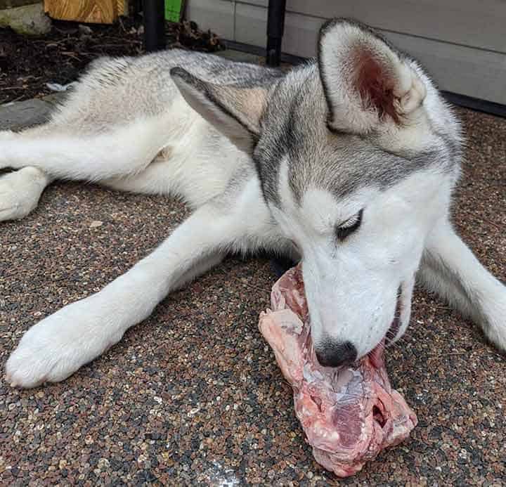 Husky and raw meat Siberian Husky eating raw duck carcass