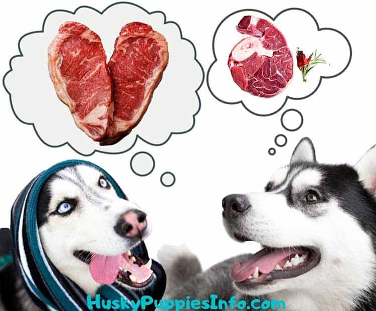Husky raw meat Two Siberian Huskies thinkung about raw meat