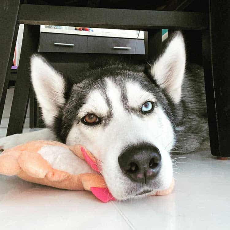 Old husky dog Senior husky dog with different eye color resting his head on the toy