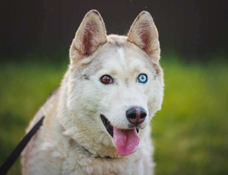 Sable-coat-bi-eyed-husky Husky with one blue eye and one brown eye