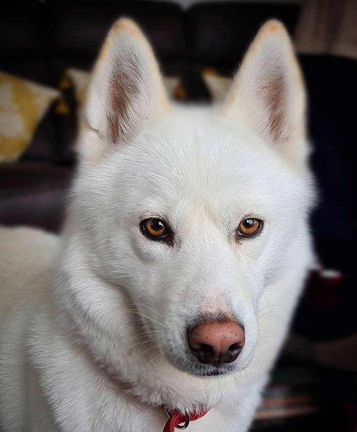 White-siberian-husky white husky with brown eyes