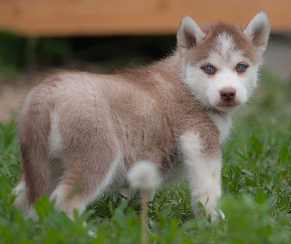 brown-husky-puppy-with-blue-eyes brown husky puppy with blue eyes walking in nature