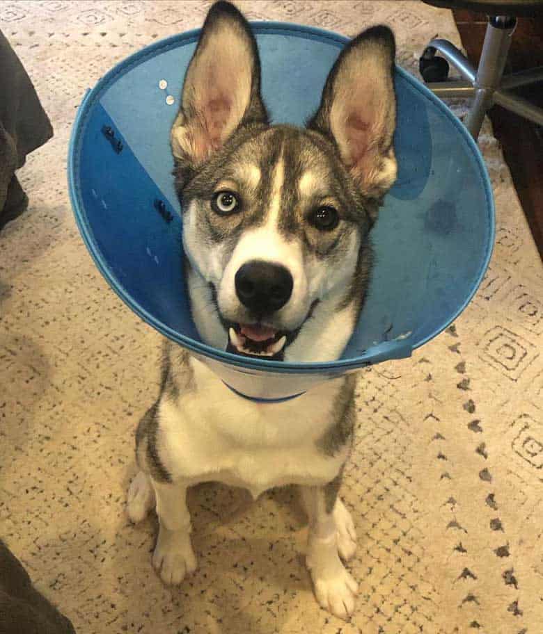sick-bieyed-husky bieyed husky wearing blue cone