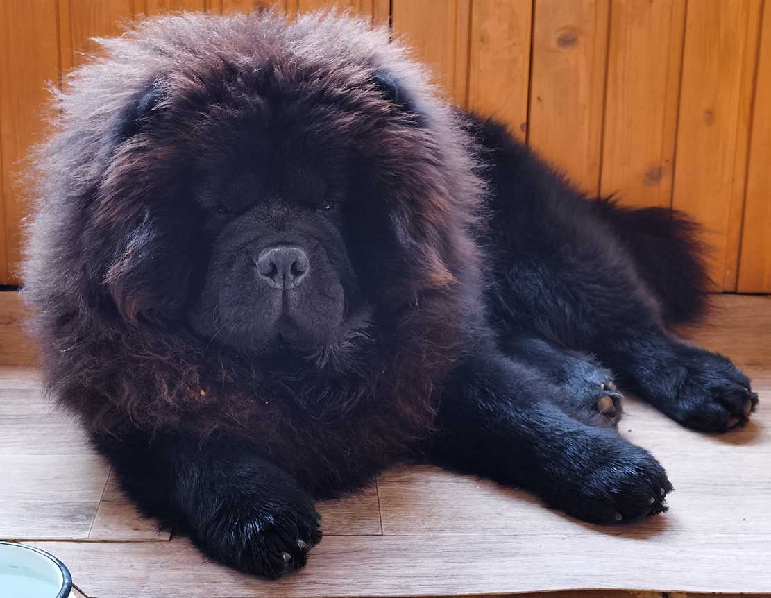 Black fluffy chow chow resting on the floor