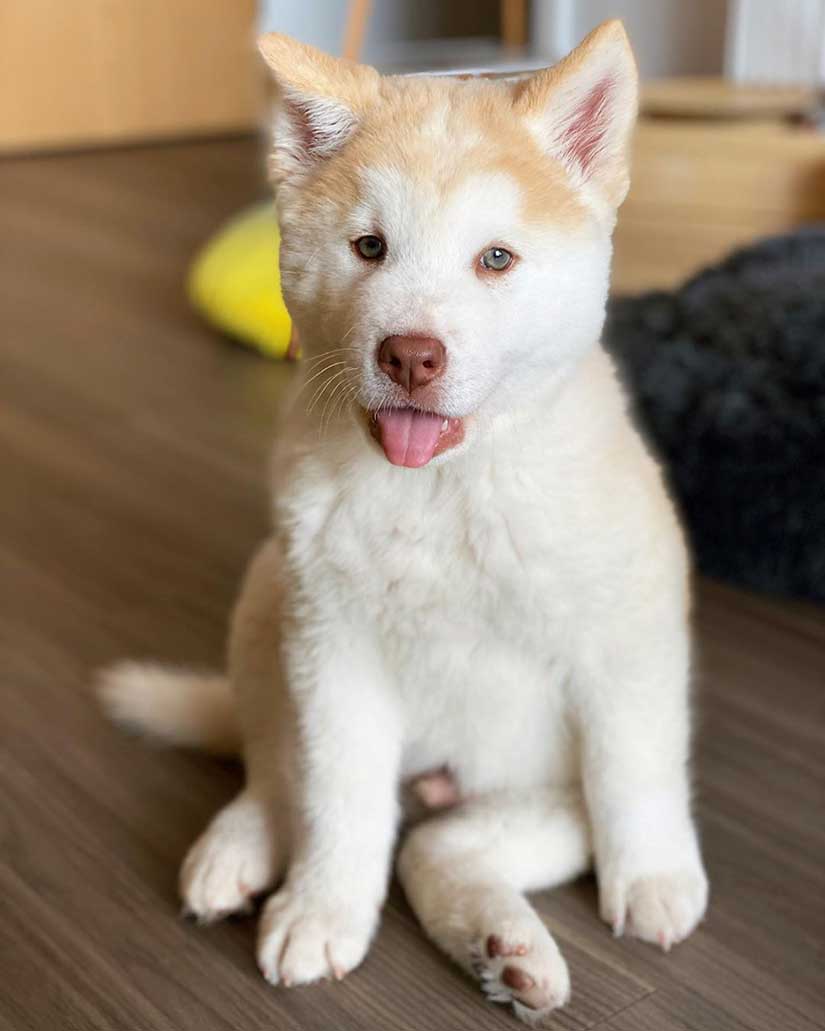 cream color chow chow husky mix puppy sitting on the floor