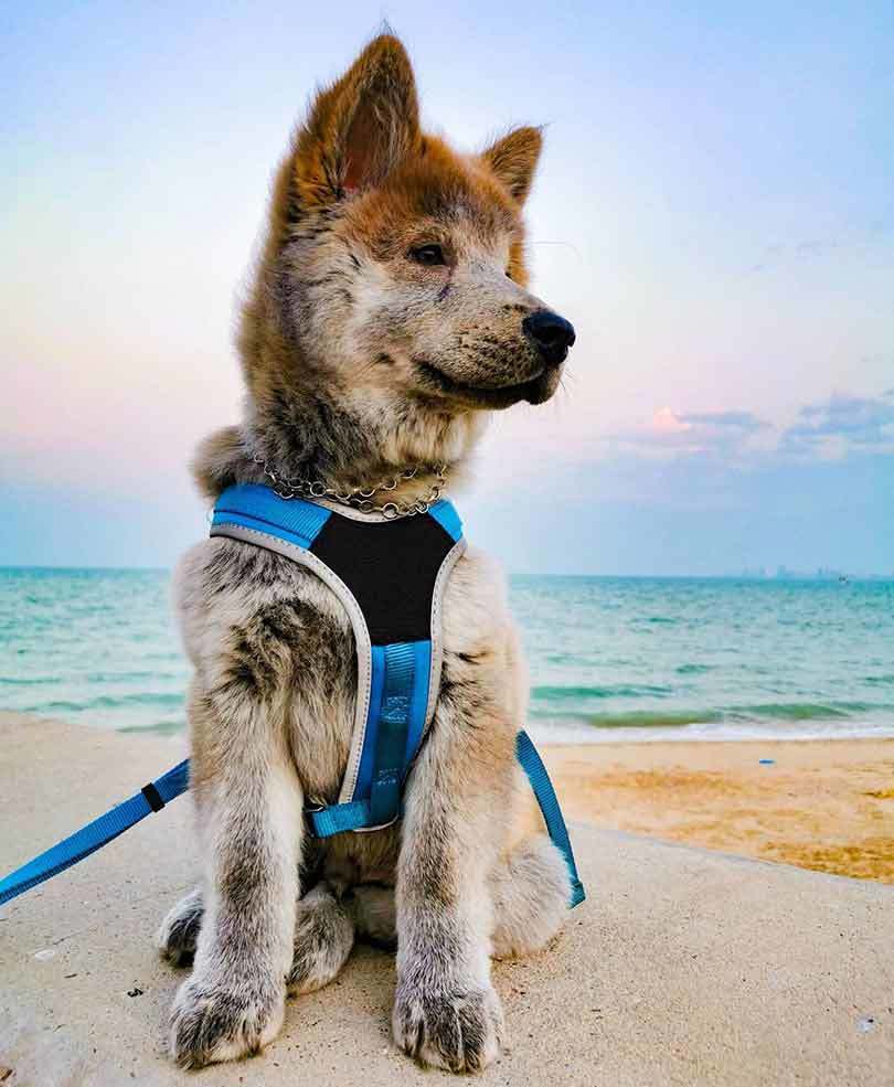 cream color chow chow husky mix puppy wearing blue harness sitting on the beach