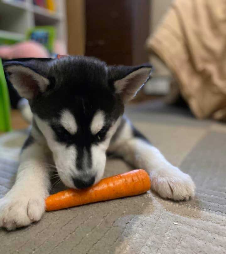 Husky-puppy-and-carrot Black and white husky puppy sniffing raw carrot