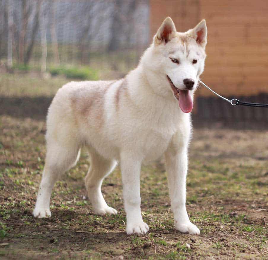sable siberian husky at the yard