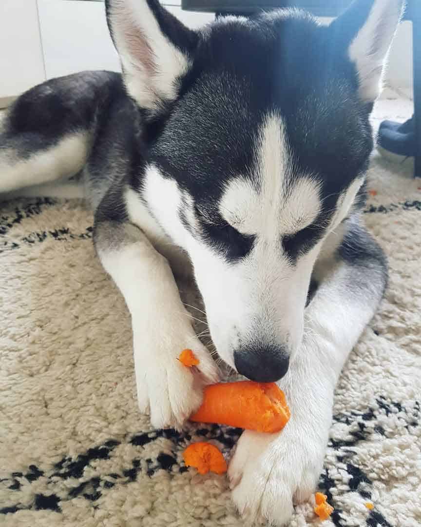 Siberian-husky-and-carrot Black and white husky eating raw carrot