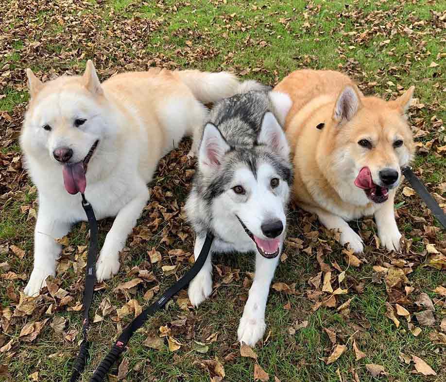 Black and white husky surronded by two chowski (chow husky mix) 