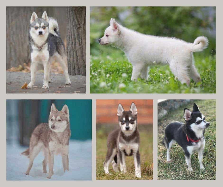 Alaskan-Klee-Kai-color Five different Alaskan Klee Kai coat colors in collage