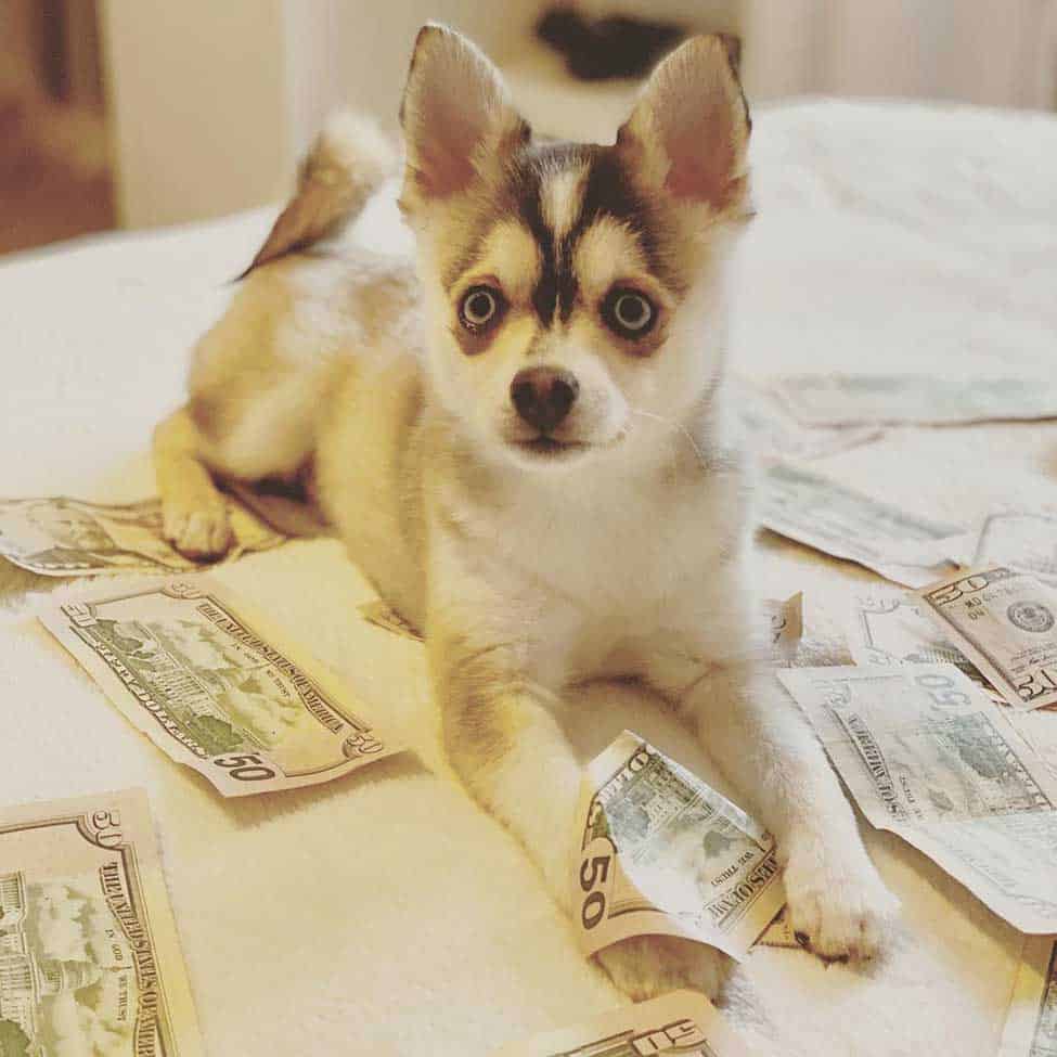 Alaskan-Klee-Kai-cost Toy size Alaskan Klee Kai puppy sitting on the table full of dollar notes