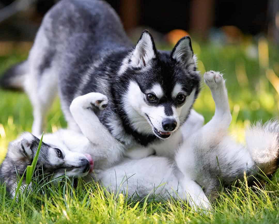 Alaskan-Klee-Kai-playing Two Alaskan Klee kais playing with each other on the grass