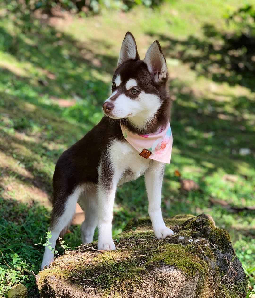 Alaskan-Klee-Kai-puppy Red and white alaskan klee kai standing on the rock