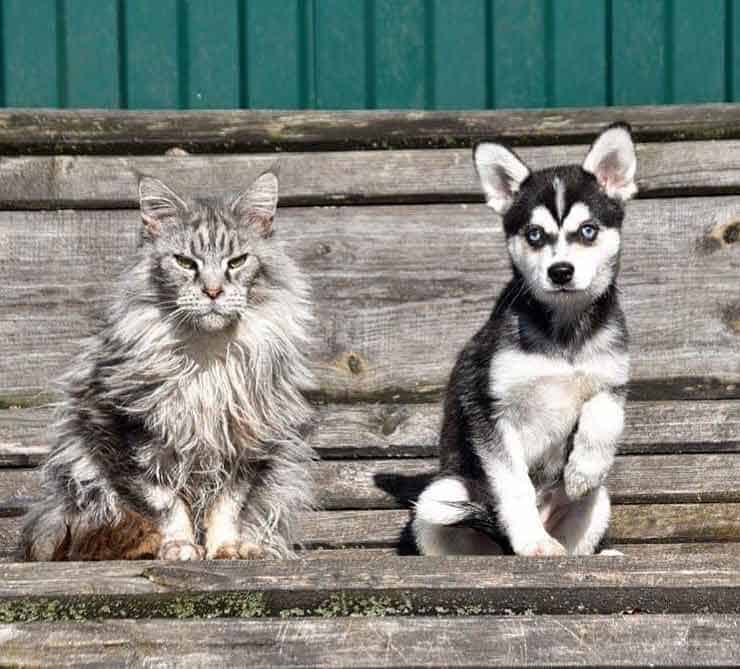 Klee-Kai-and-a-cat Black and white Alaskan Klee Kai puppy sit next to a fluffy grey cat