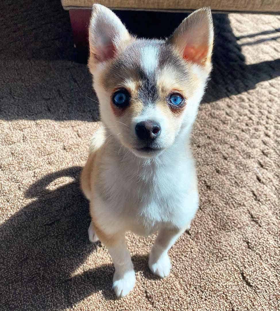 Toy-Klee-Kai Toy size Alaskan Klee Kai with blue eyes and tan facemask