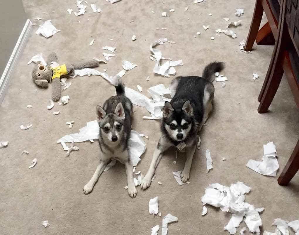 mini-wolf-mess-around two toy size Alaskan Klee Kais in the middle of messy apartment