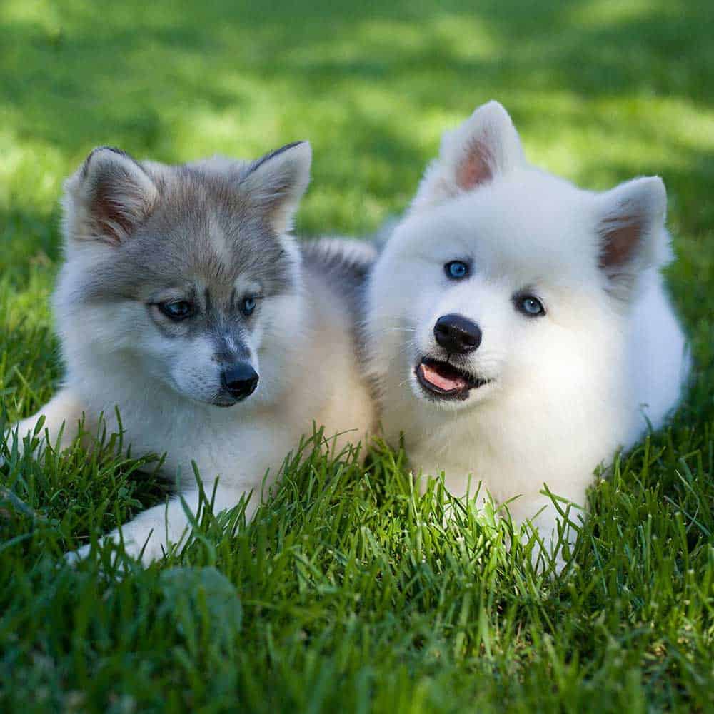 Two mini huskies on the grass Two mini huskies lying on the grass